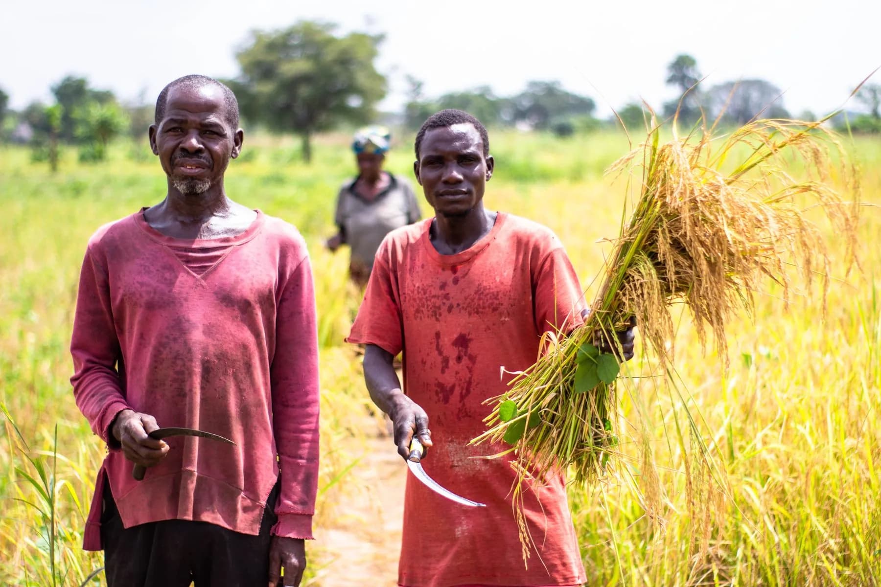 Tanzanian farmers harvesting crops