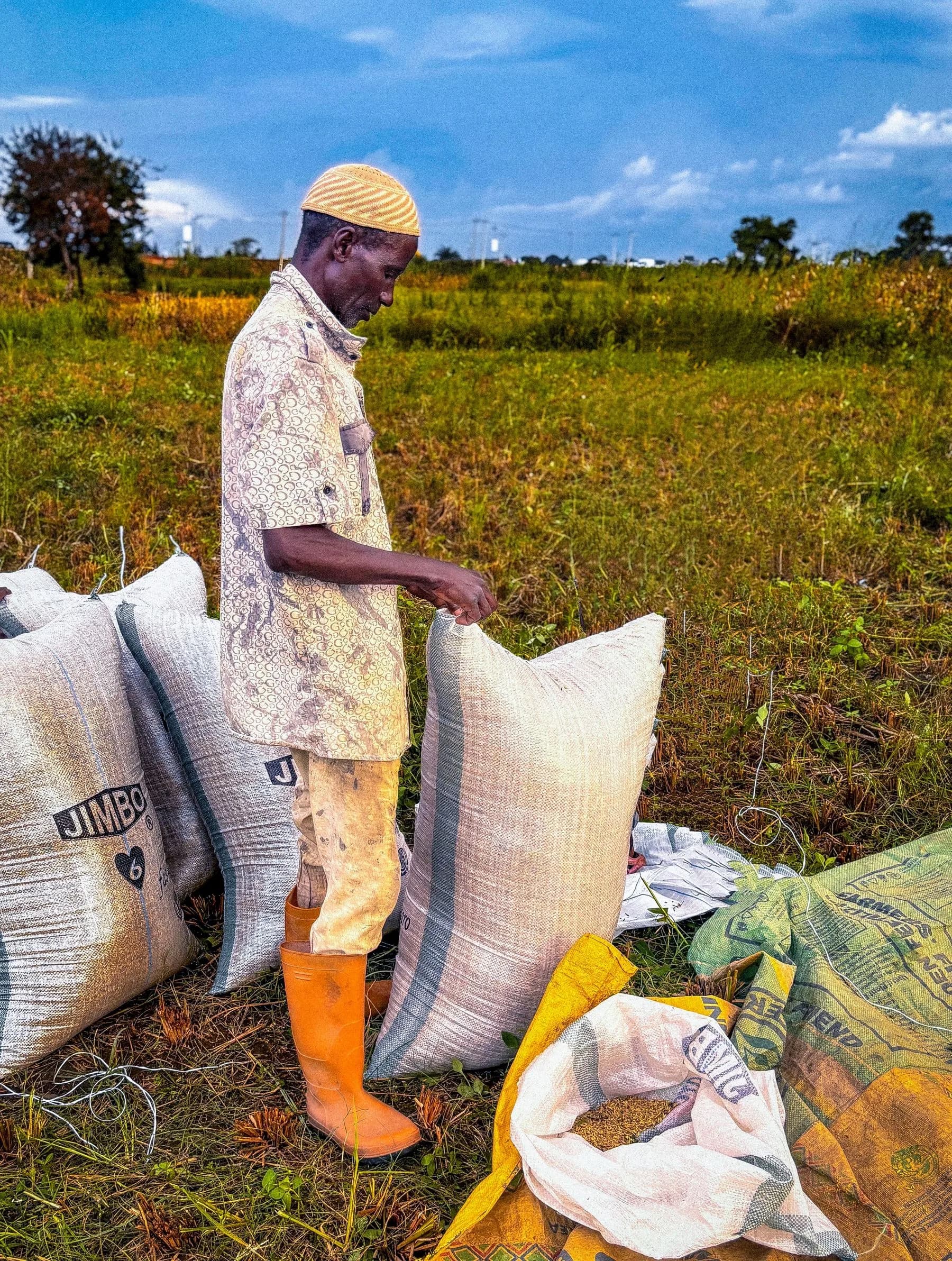 Farmer bagging harvested produce into sacks