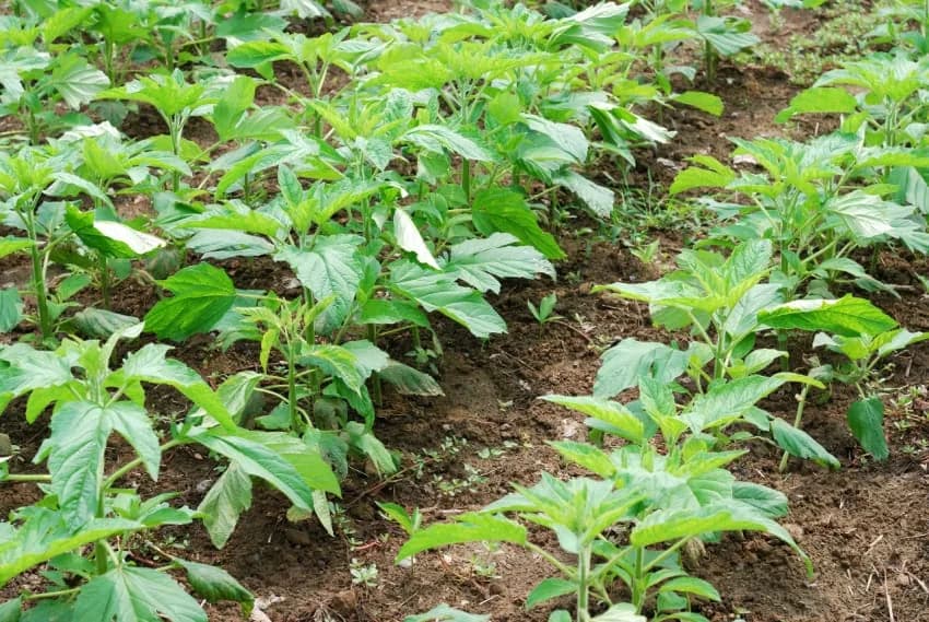 Sesame crop growing in a Tanzanian field